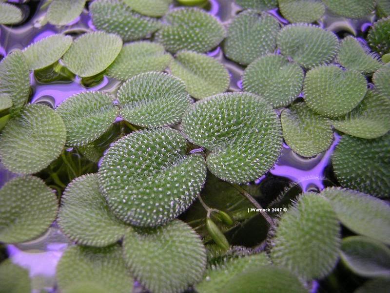 Common Salvinia,floating fern,Salvinia minima Baker,Salvinia rotundifolia,زالوینیا,سرخس آبی,سرخس شنا